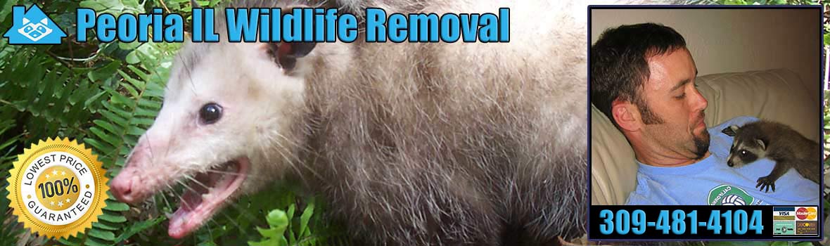 Peoria Wildlife and Animal Removal